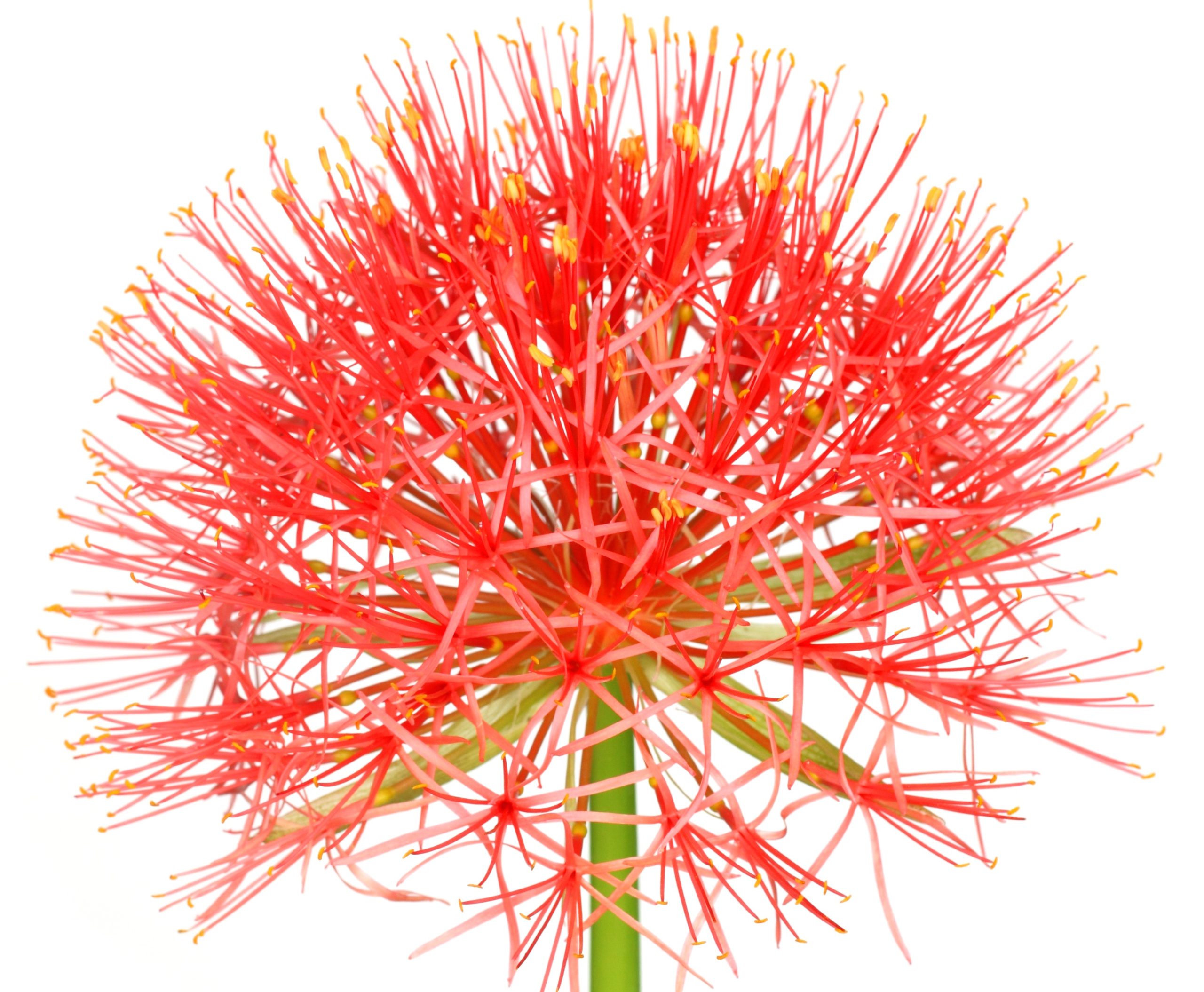 Fireball lily over white background